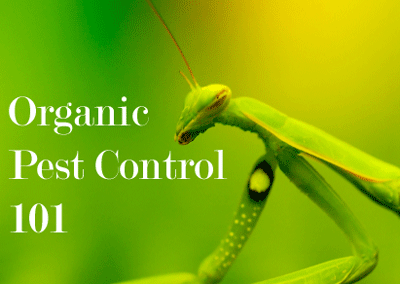 organic_pest_control2