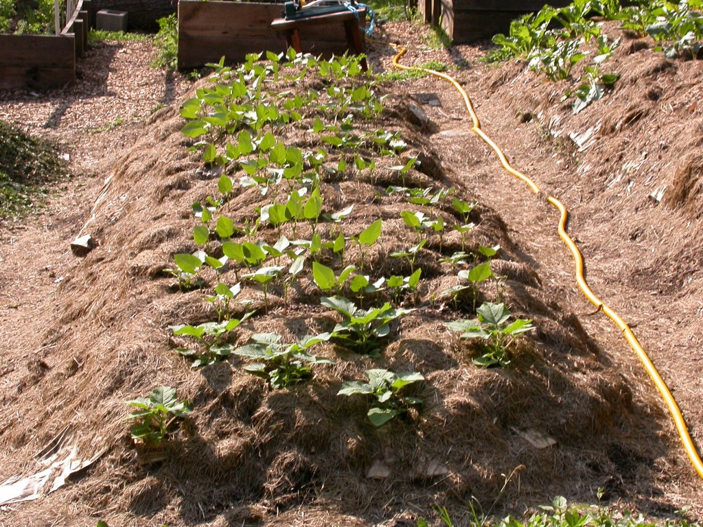 No Till Gardening Izreal