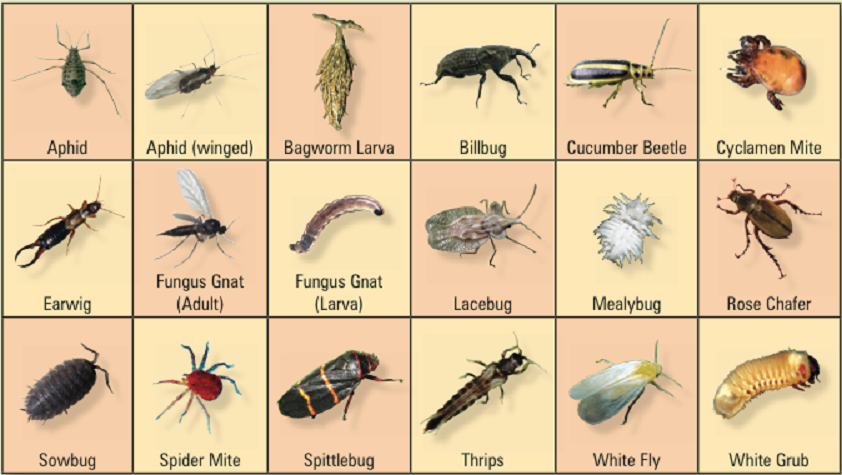 Garden Bugs